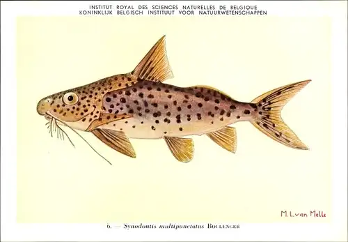 Künstler Ak Synodontis multipunctatus, Fisch, Institut Royal des Sciences Naturelles de Belgique