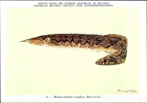 Künstler Ak Mastacembelus congicus, Fisch, Institut Royal des Sciences Naturelles de Belgique