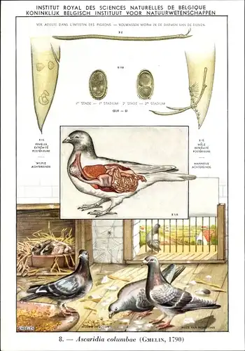 Ak Ascaridia columbae, Taubenspulwurm, Parasit, Institut Royal des Sciences Naturelles de Belgique