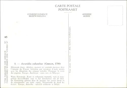 Ak Ascaridia columbae, Taubenspulwurm, Parasit, Institut Royal des Sciences Naturelles de Belgique