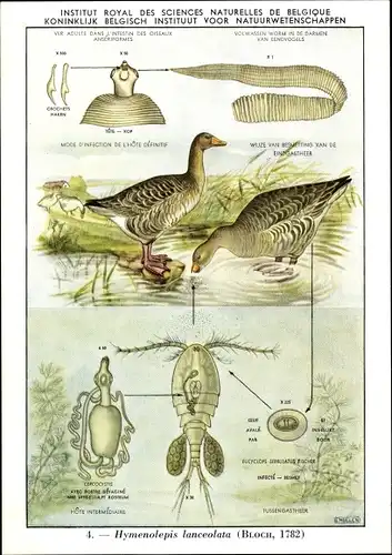 Ak Hymenolepis lanceolata, Parasit, Institut Royal des Sciences Naturelles de Belgique