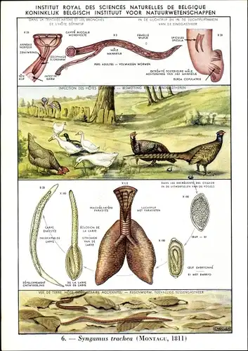 Ak Syngamus trachea, Luftröhrenwurm, Parasit, Institut Royal des Sciences Naturelles de Belgique