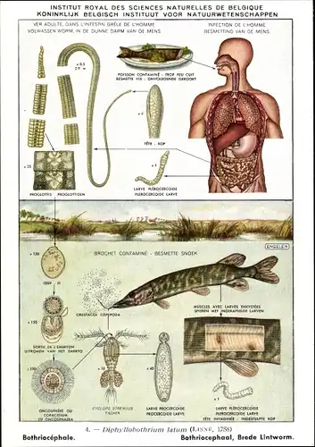 Ak Diphyllobothrium latum, Fischbandwurm, Parasit, Institut Royal d. Sciences Naturelles de Belgique