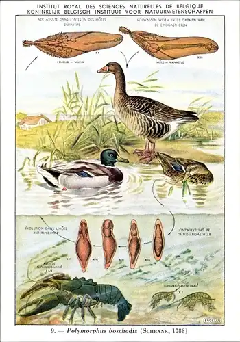 Ak Polymorphus boschadis, Wasservogel-Parasit, Institut Royal des Sciences Naturelles de Belgique