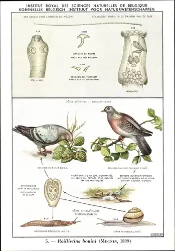 Ak Raillietina bonini, Parasit, Institut Royal des Sciences Naturelles de Belgique