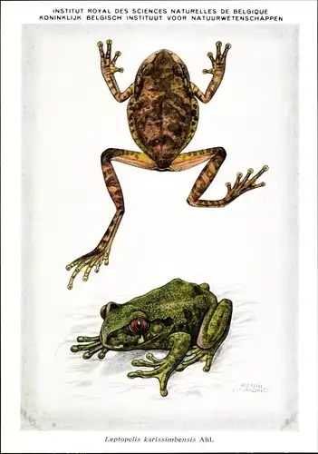 Ak Leptopelis karissimbensis, Frosch, Institut Royal des Sciences Naturelles de Belgique