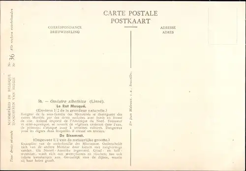 Künstler Ak Ondatra zibethica, Bisamratte, Musée Royal d'Histoire Naturelle de Belgique