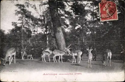 Ak Antilope, Cervicapra, Inde