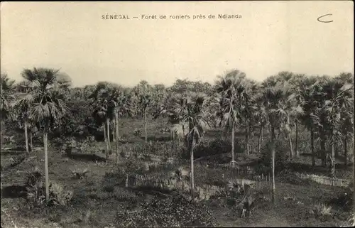 Ak Senegal, Forêt de roniers près de Ndianda