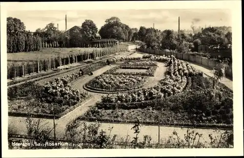 Ak Meerane in Sachsen, Rosarium, Parkanlage