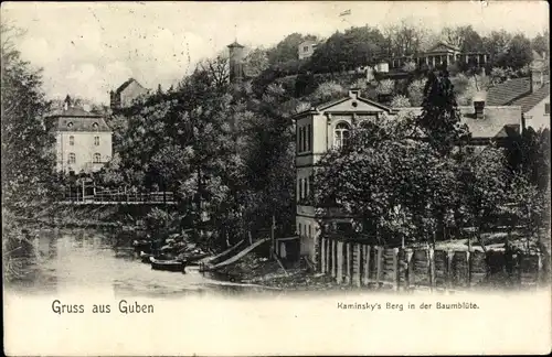 Ak Guben in der Niederlausitz, Kaminsky's Berg in der Baumblüte