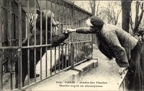 Ak Paris, Jardin des Plantes, Martin recoit sa récompense, Bären