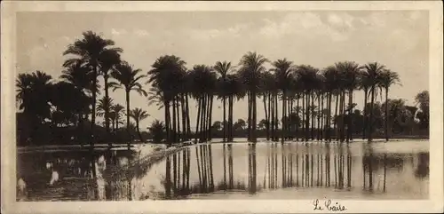 Ak Cairo Kairo Ägypten, Palm Trees
