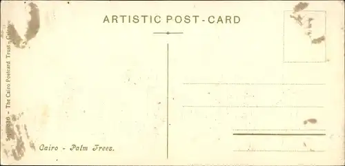 Ak Cairo Kairo Ägypten, Palm Trees