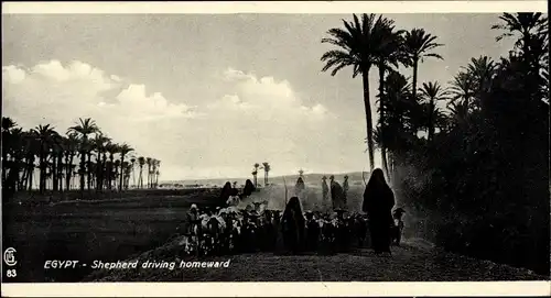 Ak Ägypten, Schafenherde auf dem Heimweg