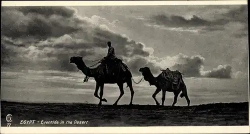 Ak Port Said Ägypten, Eventide in the Desert, Kamele