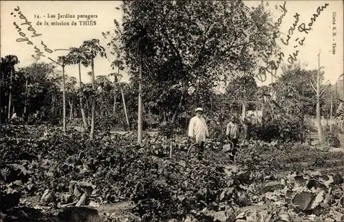 Ak Thies Senegal, Les Jardins potagers de la mission