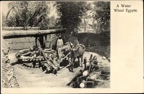 Ak Ägypten, A Water Wheel Egypte, Wasserrad, Ochsen