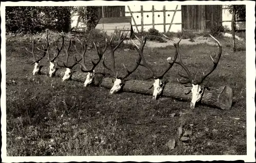 Foto Jagdtrophäen, Geweih, Holzbalken, Jagd