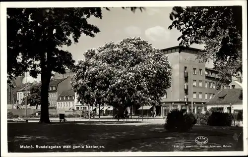 Ak Malmö Schweden, Rundelsgatan med gamla kastanjen