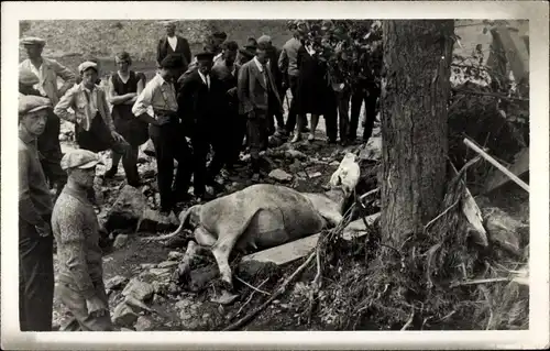 Foto Ak Naturkatastrophe, Menschen stehen um eine Kuh herum