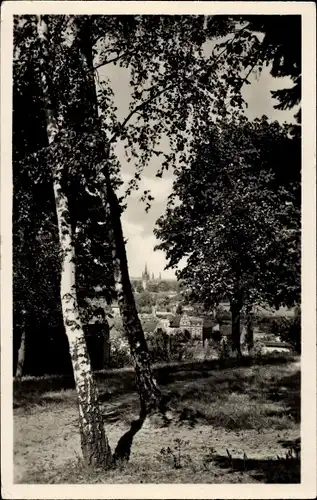 Ak Werder an der Havel, Panorama, Birken