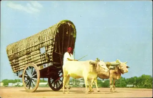 Ak Colombo Ceylon Sri Lanka, Bullock Cart