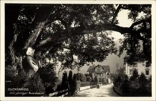 Ak Beckenried Kt. Nidwalden Schweiz, 300 jähriger Nussbaum