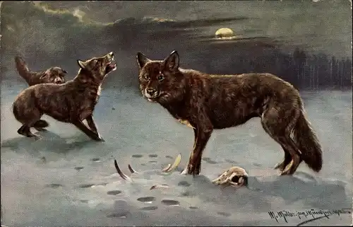 Künstler Ak Müller, M. jun., Wölfe in einer Winterlandschaft, Mondschein