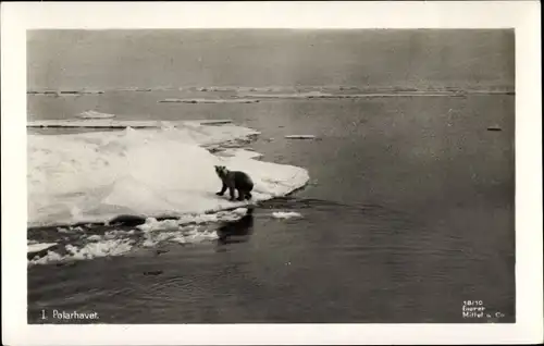 Ak Norge Norwegen, Polarhavet, Eisbär