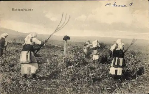 Ak Bohnendreschen, Bäuerinnen, Ackerarbeit, Ernte