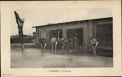 Ak Dahomey Benin, Autruches, Strauße