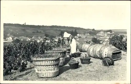 Ak Le Mesnil sur Oger Marne, Scène de vendange, Moët & Chandon