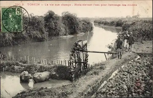 Ak Tonkin Vietnam, La vie aux champs, Noria elevant l'eau pour l'arrpsage des Rizieres