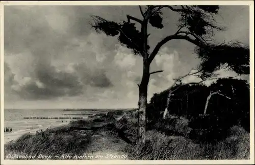Ak Mrzeżyno Ostseebad Deep Pommern, Alte Kiefern am Strand