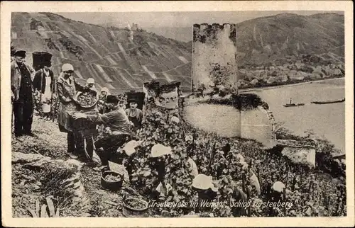 Ak Traubenlese im Weingut Schloss Fürstenberg, Ernte