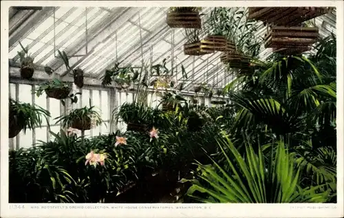 Ak Washington DC USA, White House Conservatories, Mrs Roosevelt's Orchid Collection