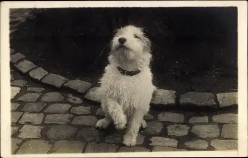 Foto Ak Tierportrait, Hund mit Halsband