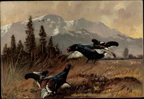 Künstler Ak Auerhähne im Kampf, Auerhuhn, Balz