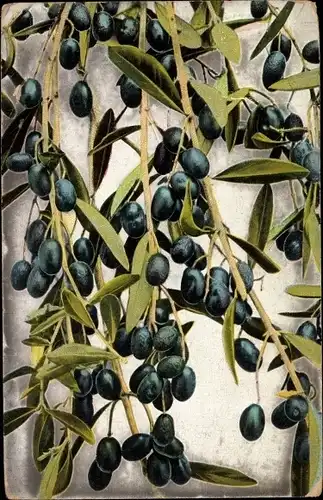 Ak Zweige mit Oliven, Blätter