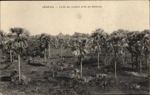 Ak Senegal, Forêt de roniers près de Ndianda