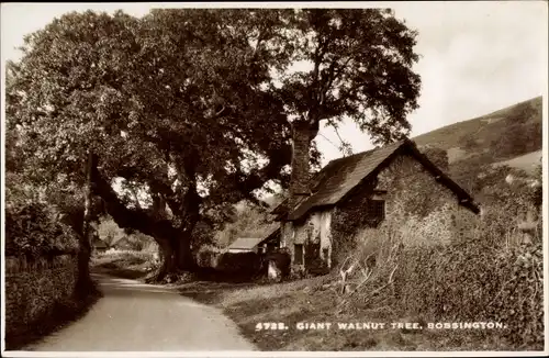 Ak Bossington Somerset England, Giant Walnut Tree