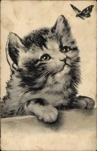 Litho Katze beobachtet einen Schmetterling