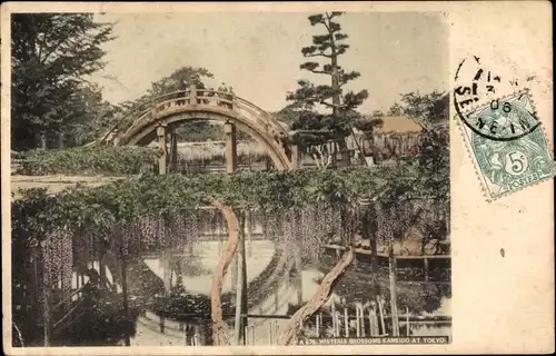 Ak Tokyo Tokio Japan, Wisteria Blossoms Kameido