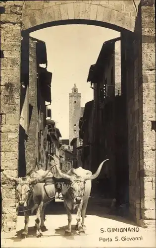 Ak San Gimignano Toscana, Porta S. Giovanni, Rinder