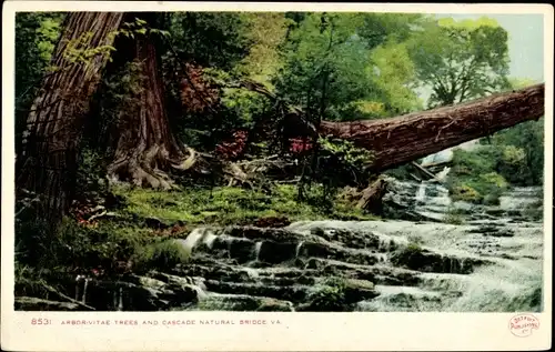 Ak Virginia USA, Arbor-Vitae Trees an Cascade Natural Bridge