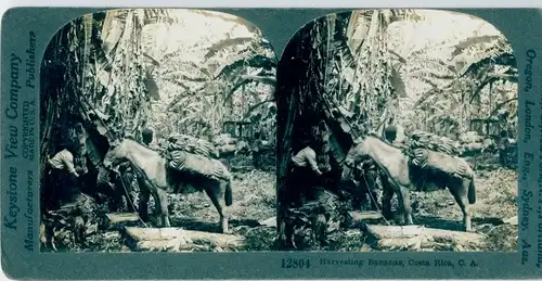 Stereo Foto Costa Rica, Harvesing Bananas