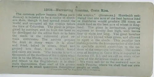 Stereo Foto Costa Rica, Harvesing Bananas