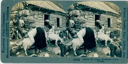 Stereo Foto Norwegen, Milking the goats, Hardanger Fjord