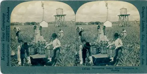 Stereo Foto Florida USA, Harvesting Indian River Pineapples